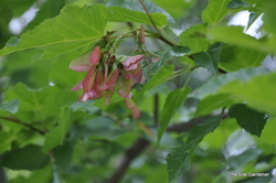 Acer tartarcium 'Pattern Perfect' — photo 1